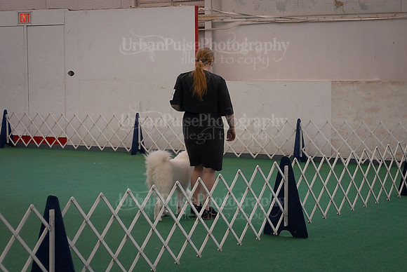 Obedience-3101