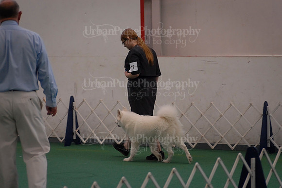 Obedience-3102