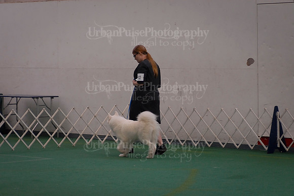 Obedience-3104