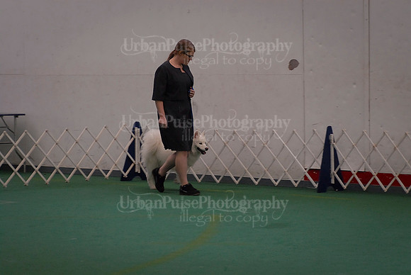 Obedience-3105
