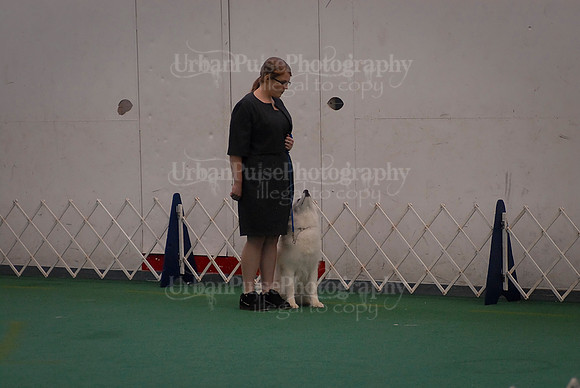 Obedience-3106