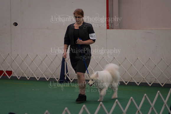 Obedience-3107