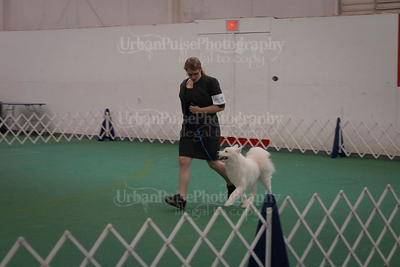 Obedience-3108