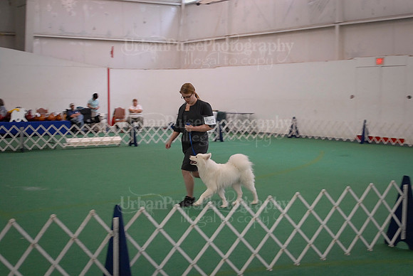 Obedience-3109