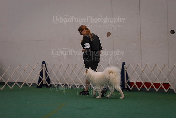 Obedience-3120