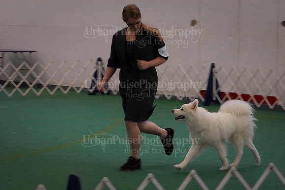 Obedience-3122