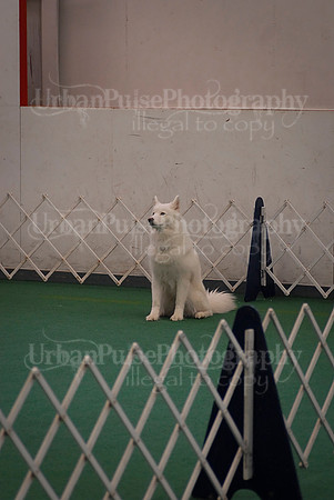 Obedience-3126