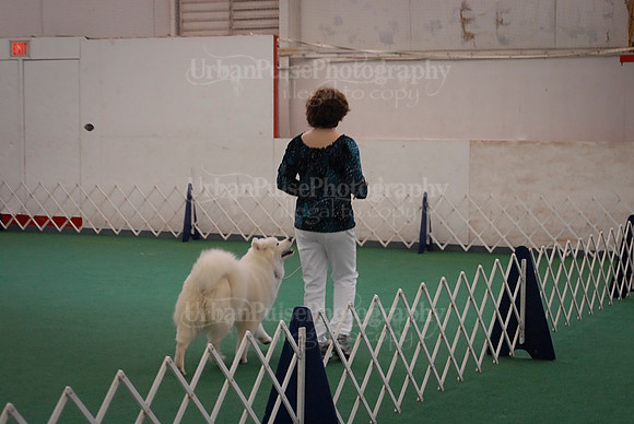Obedience-3131