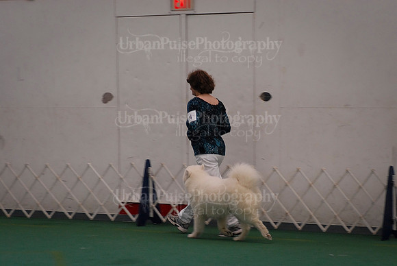Obedience-3134