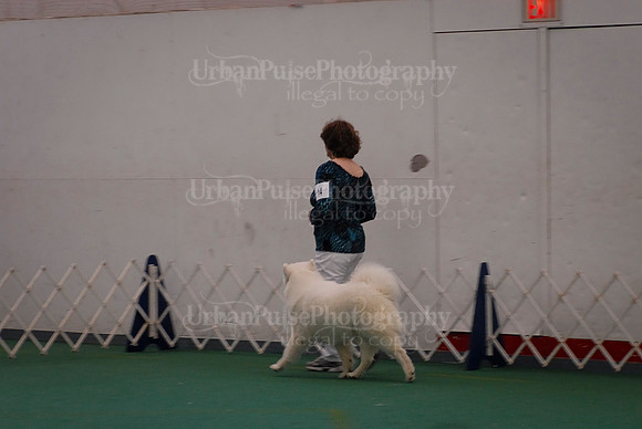 Obedience-3135