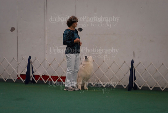 Obedience-3137