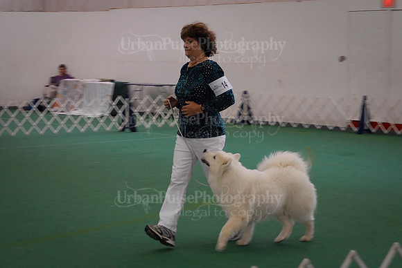 Obedience-3141