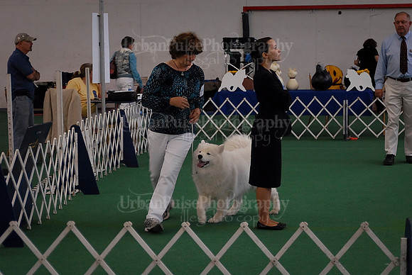 Obedience-3144