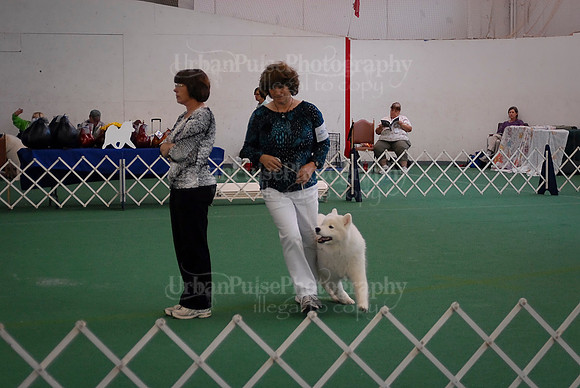 Obedience-3145