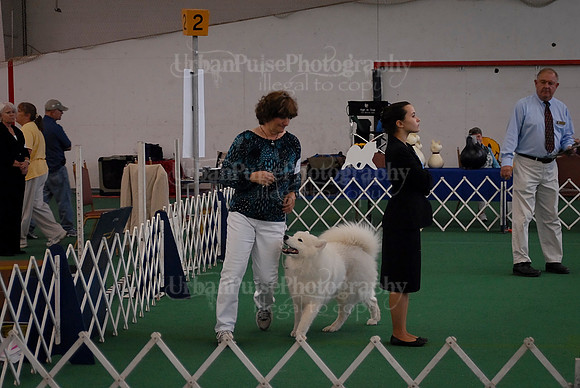 Obedience-3147