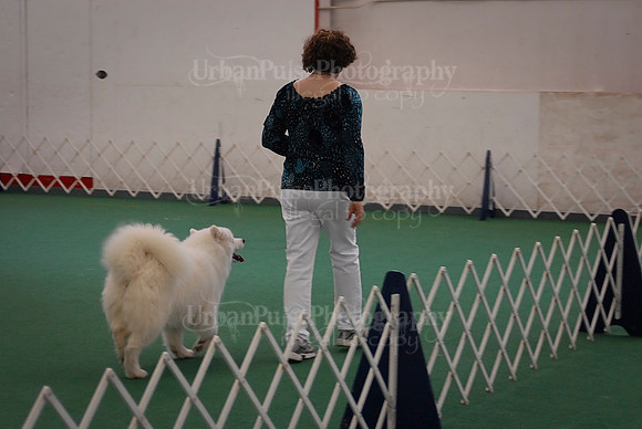 Obedience-3149