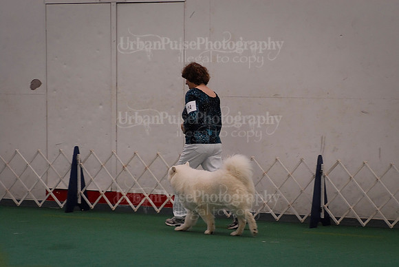 Obedience-3151