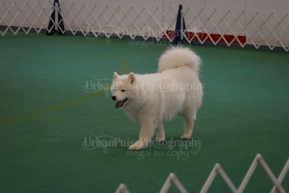 Obedience-3162