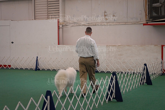Obedience-3181