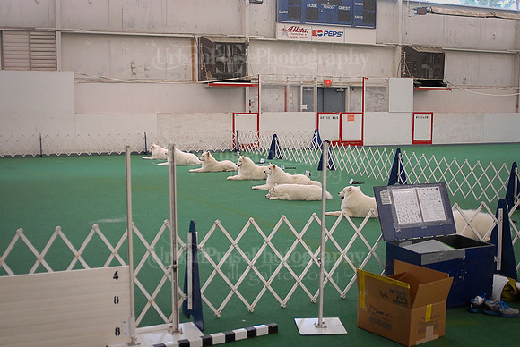 Obedience-3200