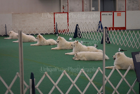 Obedience-3201