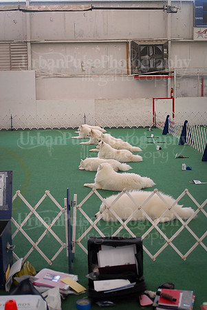 Obedience-3203