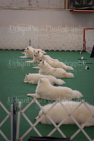 Obedience-3202