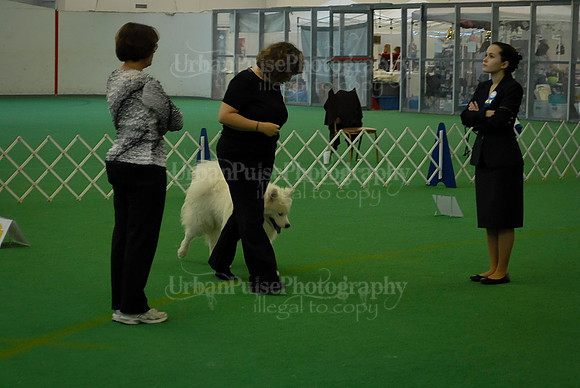 Obedience-3223