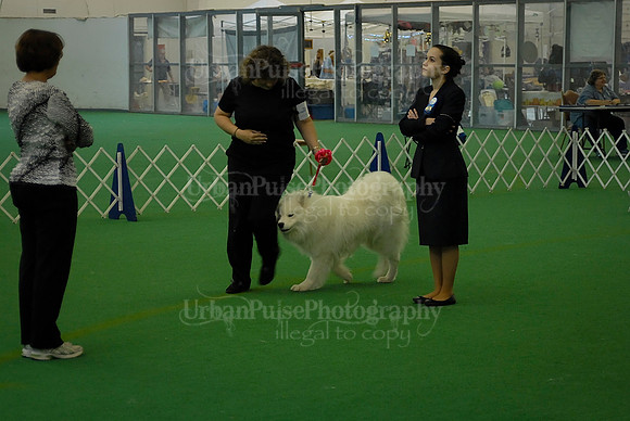 Obedience-3224