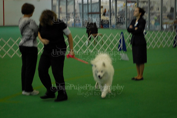 Obedience-3225