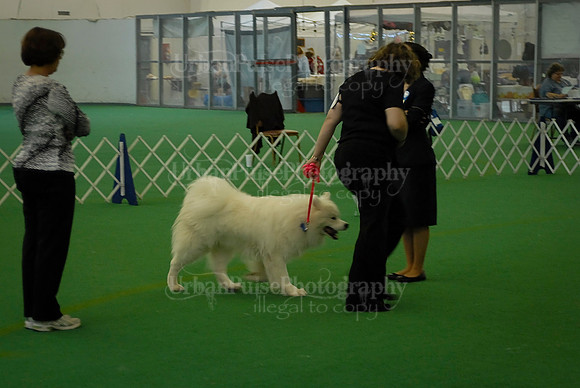 Obedience-3226