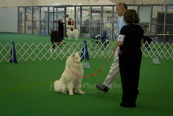 Obedience-3228