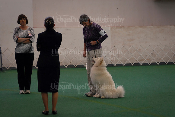Obedience-3240