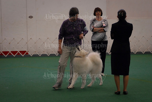 Obedience-3241