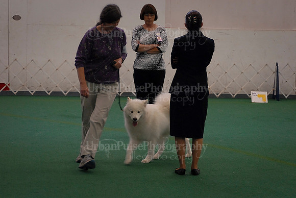 Obedience-3242