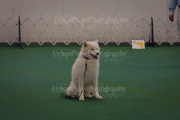 Obedience-3246