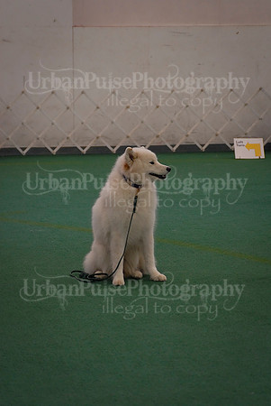 Obedience-3247