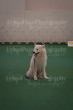 Obedience-3248