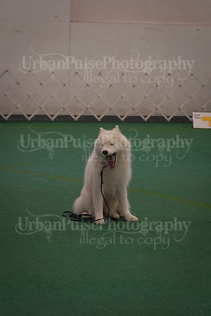 Obedience-3249