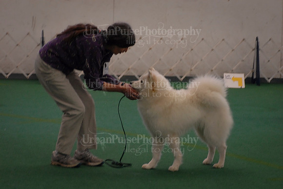 Obedience-3251