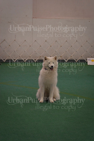 Obedience-3253