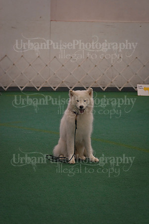 Obedience-3250