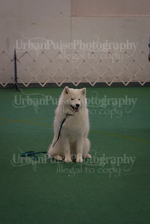 Obedience-3270
