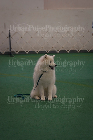 Obedience-3271