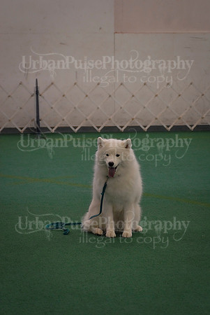Obedience-3272