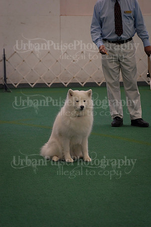 Obedience-3276