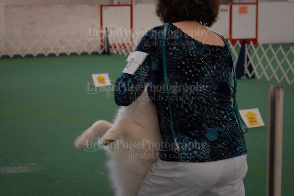 Obedience-3278
