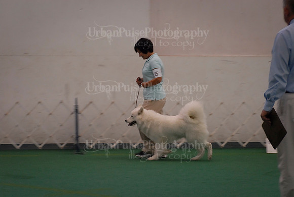 Obedience-3279