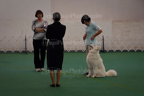 Obedience-3283