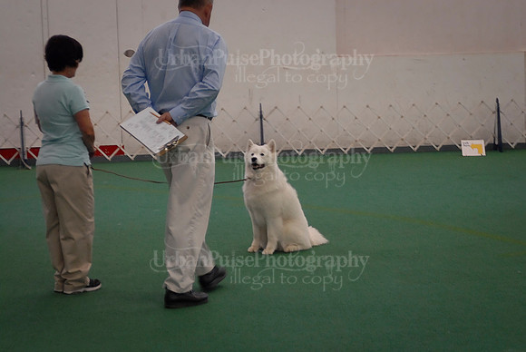 Obedience-3288